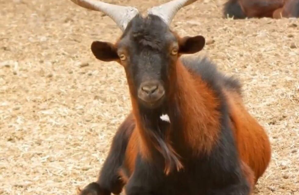 Ya están las inscripciones para que puedan adoptar animales del ex-zoo de Mendoza