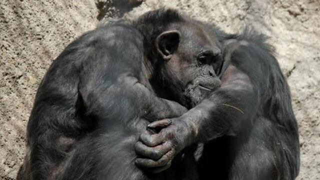 Las gestiones para trasladar a Cecilia al santuario de chimpancu00e9s de Sorocaba, ubicado en San Pablo, estu00e1n avanzadas en un 90 por ciento.