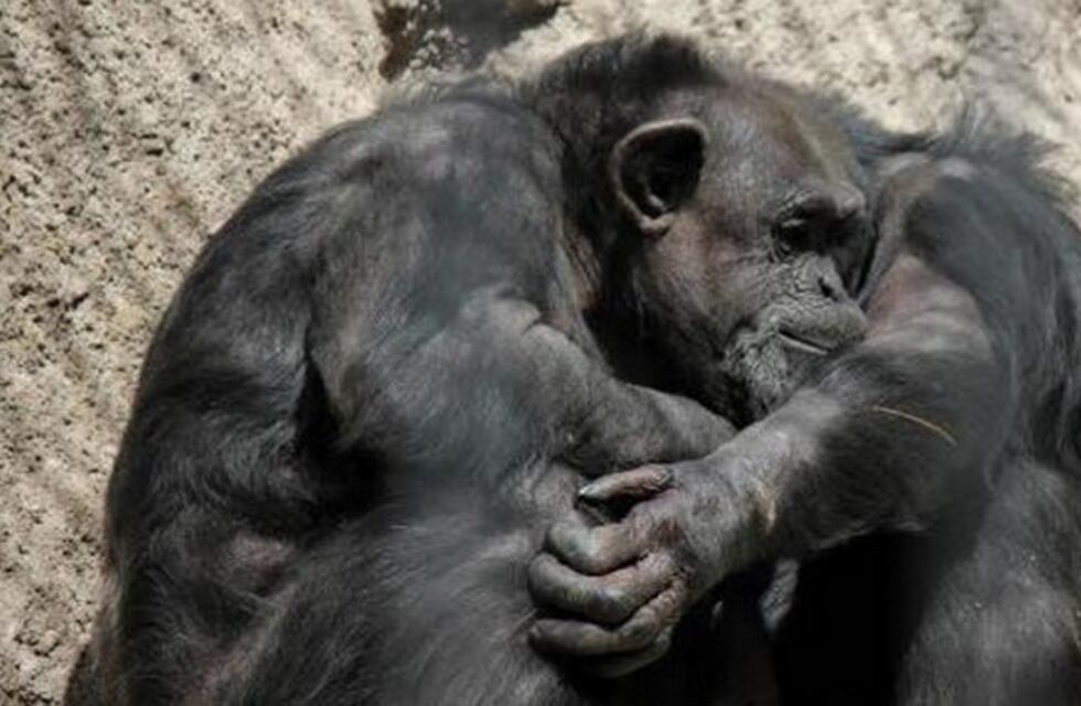 En Mendoza se oponen al traslado de la chimpancé Cecilia
