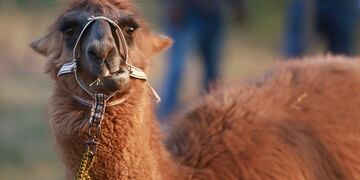 Lolo: la llama macho que podría jugar un rol clave en el tratamiento de pacientes con coronavirus\u002E