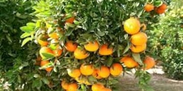 Citrus en Corrientes\u002E