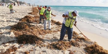 Las autoridades estatales iniciaron labores de remoción y extracción  de las algas y se han recolectado más de 124\u002E000 metros cúbicos de sargazo\u002E