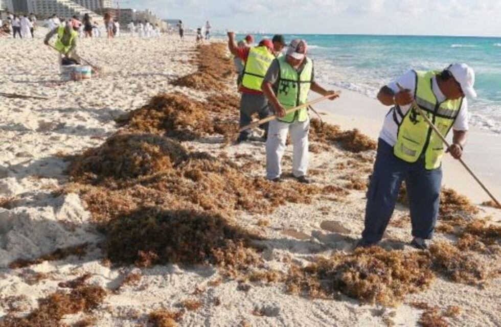 Las algas se apoderaron de Cancún y Playa del Carmen