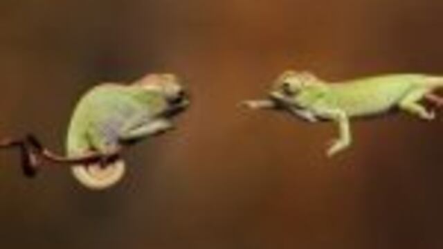 Camaleones bebu00e9s.