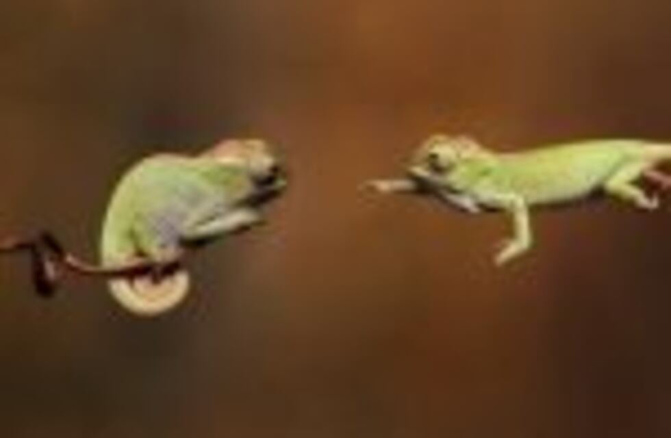 10 fotos que te van a hacer enamorar de los camaleones bebés