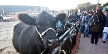 Referentes del sector ganadero coinciden en el repunte de la exportación en el 2018\u002E (Archivo)