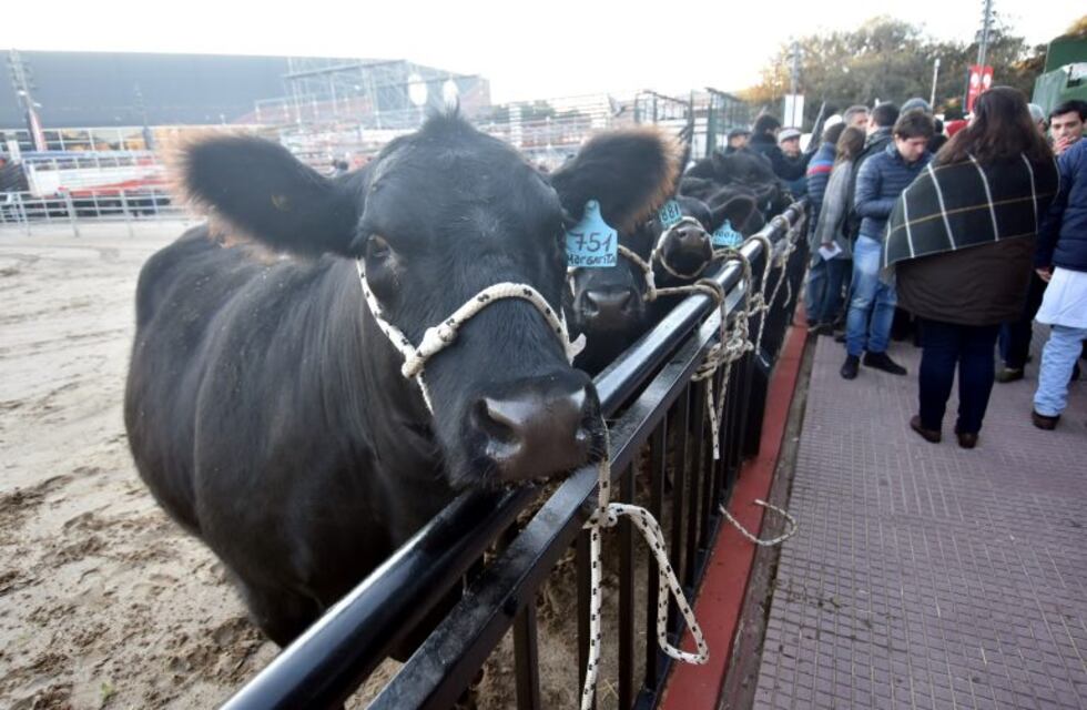 Ganaderos en Expoagro reflejaron su optimismo ante el crecimiento de las exportaciones
