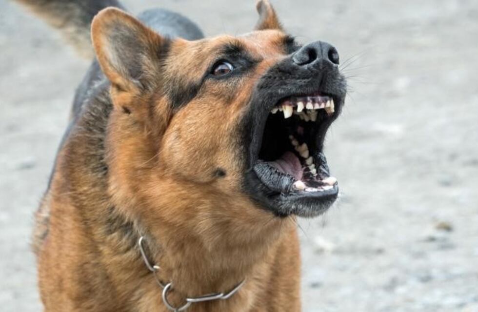 Un hombre de 74 años fue atacado por seis perros: está en terapia intensiva