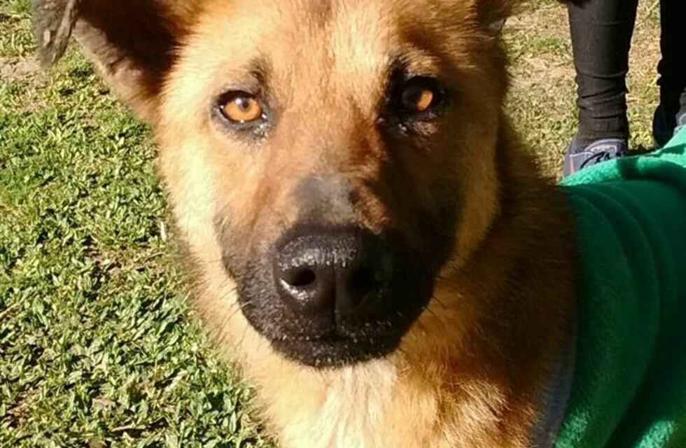 Cruzada para conseguirle hogar a una perrita rescatada del maltrato en una terraza