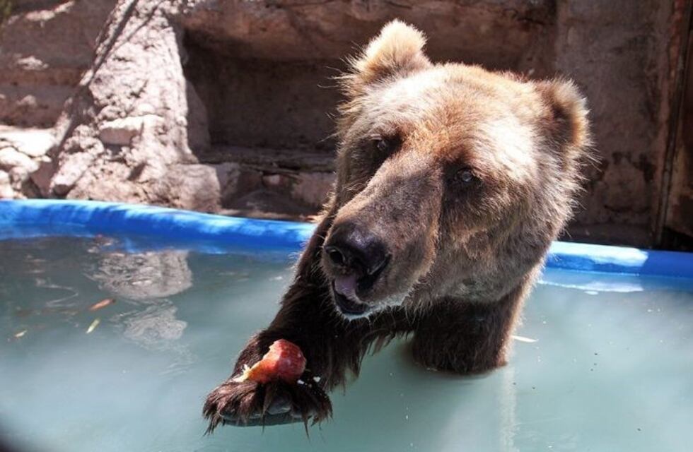 Falleció la osa Mirtha, uno de los animales más carismáticos del ex Zoológico