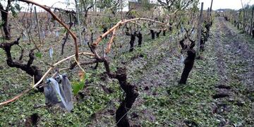 Viña daño por granizo