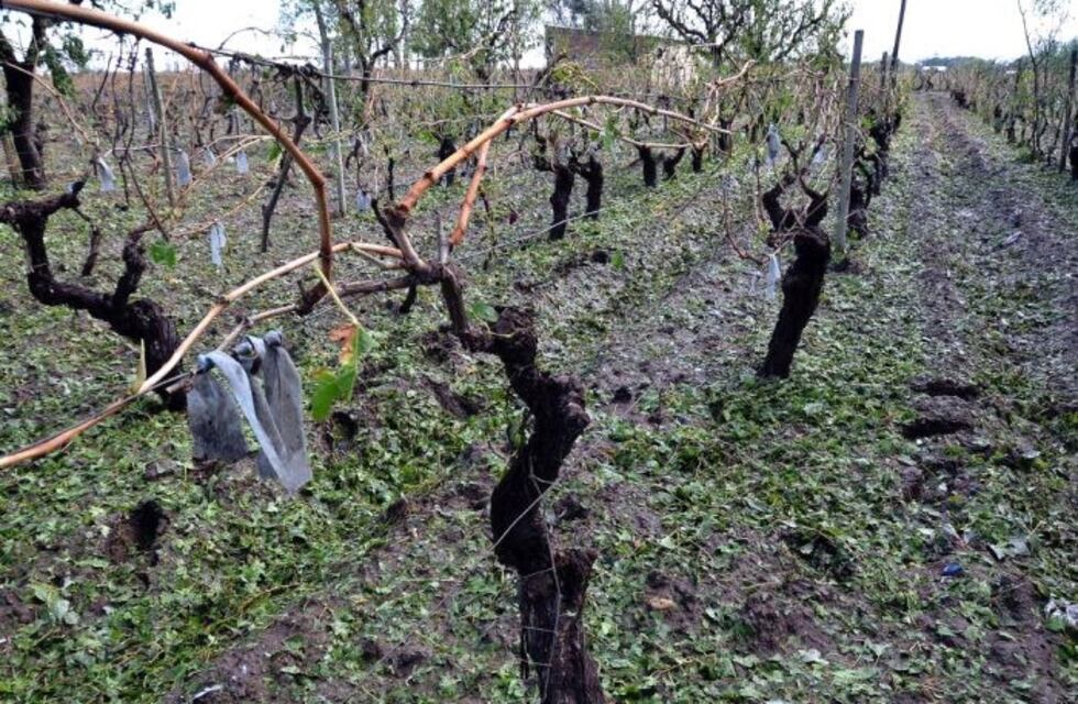 Extienden el plazo para  adherir al Fondo Compensador Agrícola