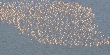 Censo de flamencos - PH Matías Michelutti