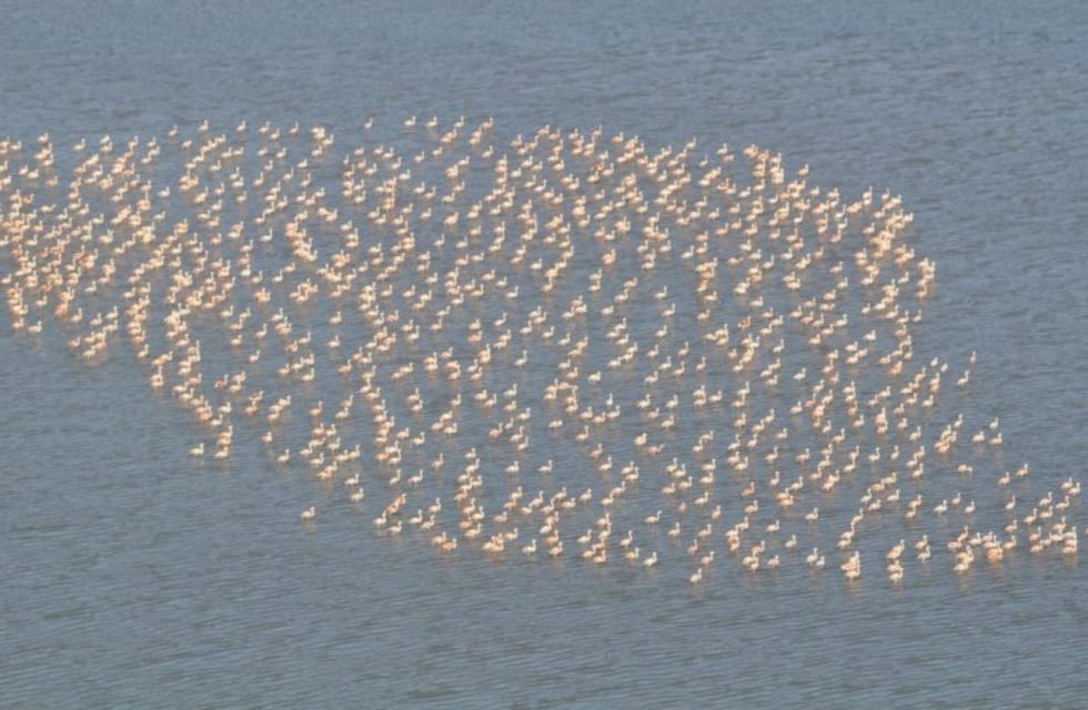 La Laguna Mar Chiquita, lugar elegido por más de 320 mil flamencos