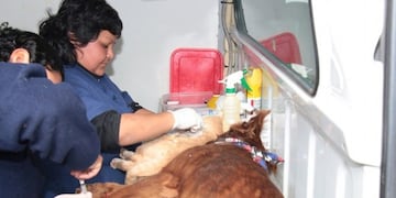 En el último año se vacunaron contra la rabia a 54\u002E778 mascotas y 6\u002E906 fueron castradas\u002E