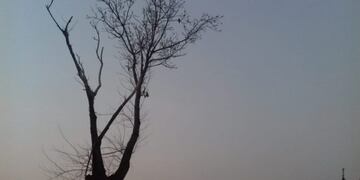 Este pájaro se prepara para comenzar un viaje, en una jornada sumamente calurosa\u002E (Vía Rafaela)