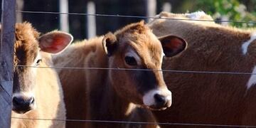 Producción ganaderá en Misiones\u002E
