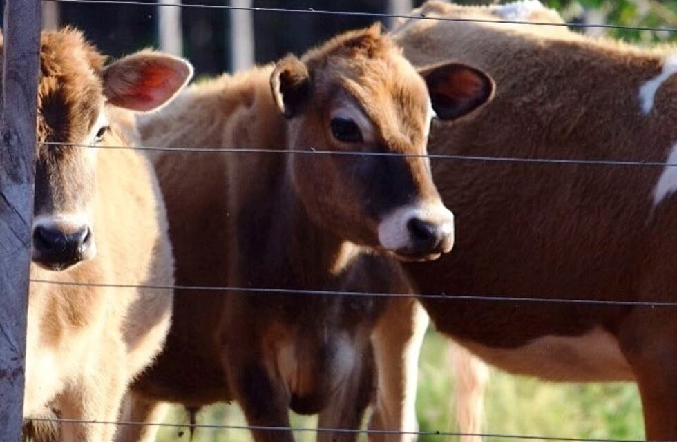 Asocian el maíz al crecimiento de la ganadería en Misiones