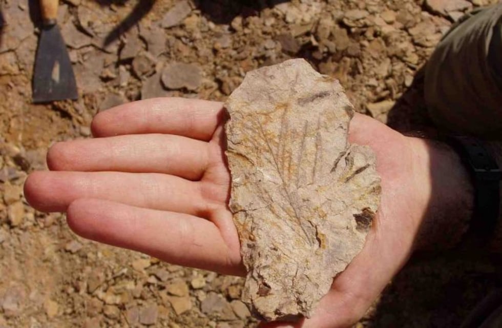 Descubren letrinas comunitarias del triásico con una flora desconocida