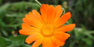 Planta aromática caléndula\u002E