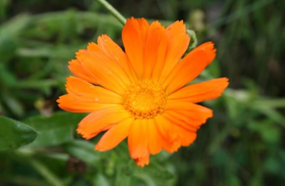 Plantas repelentes naturales para mosquitos