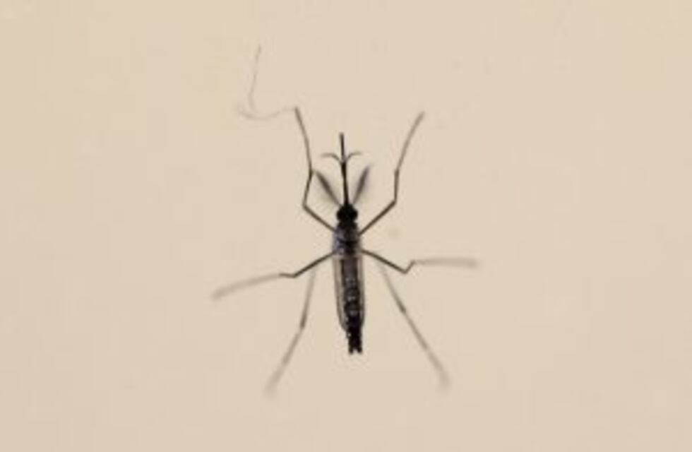El ministerio de Salud porteño promueve acciones para evitar la proliferación de mosquitos