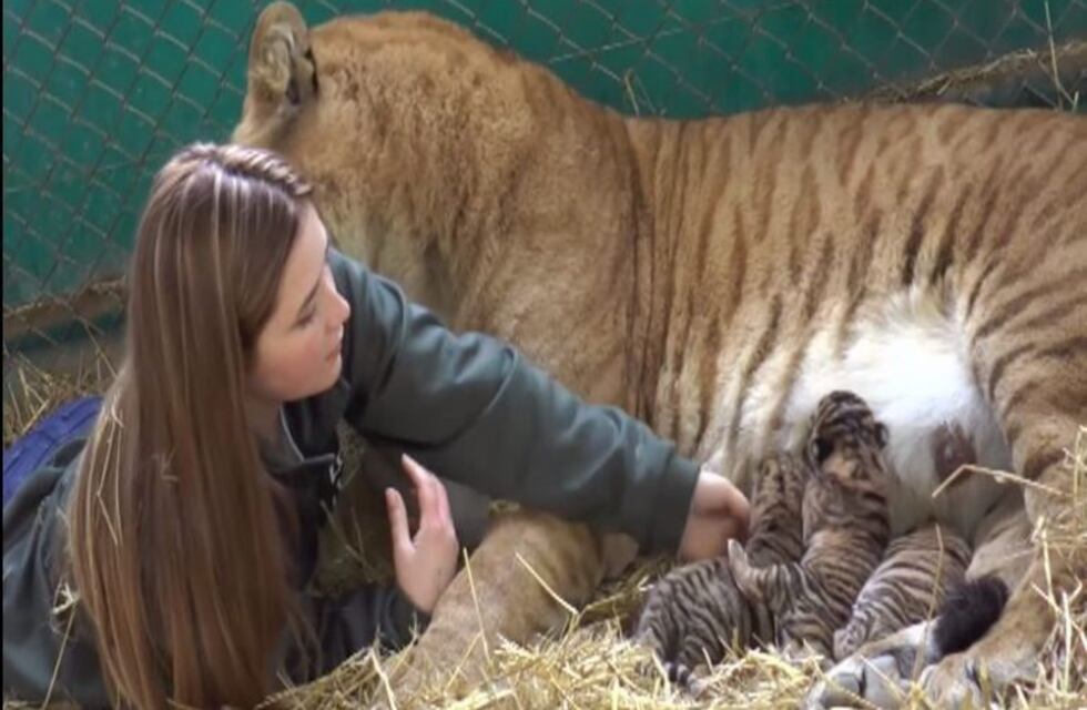Nacieron tres tigres en el zoológico de Luján