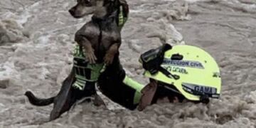 (Foto: Captura) Rescate de perrito en México