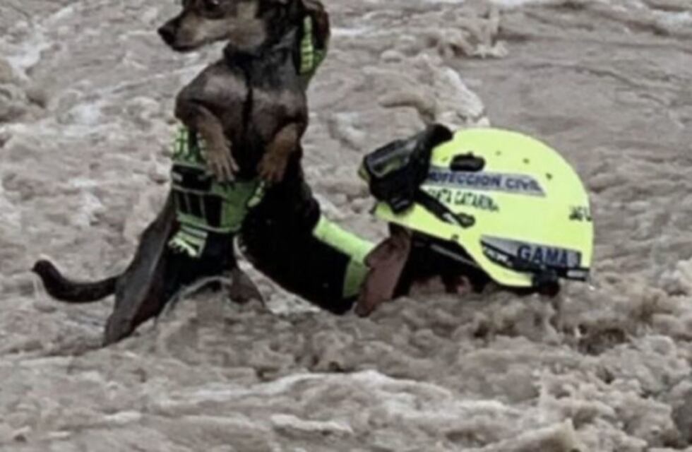 El dramático rescate de un perro durante una fuerte inundación