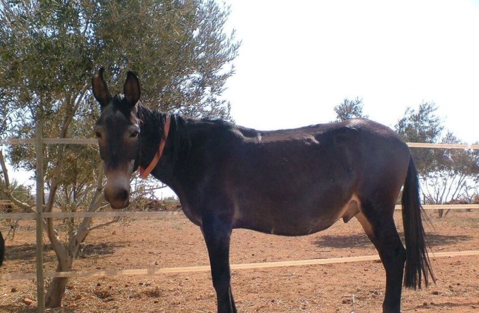 Tres personas quedaron heridas tras chocar con una mula en la ruta 221