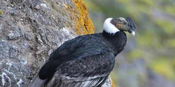 El cóndor andino