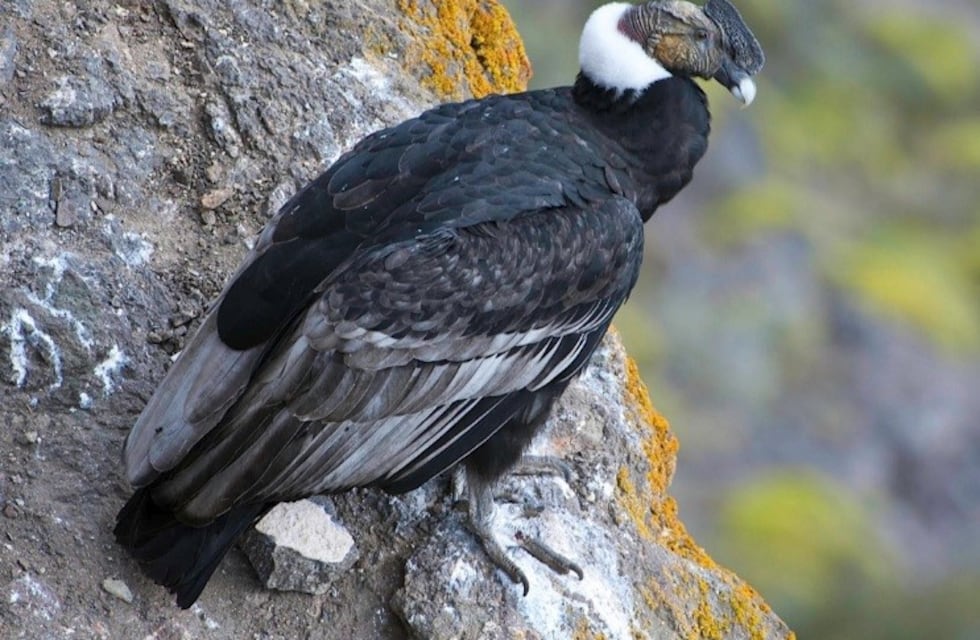Cóndores en los Valles Calchaquíes: un avistaje extraordinario