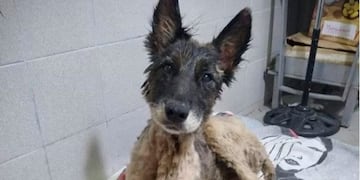 Aloe fue rescatada en Merlo (Proyecto 4 Patas)