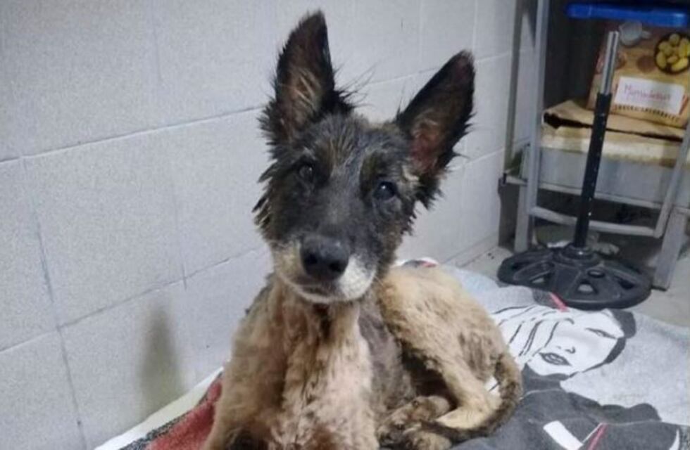 Rescataron a una perra cubierta de brea en Merlo y su recuperación se volvió viral