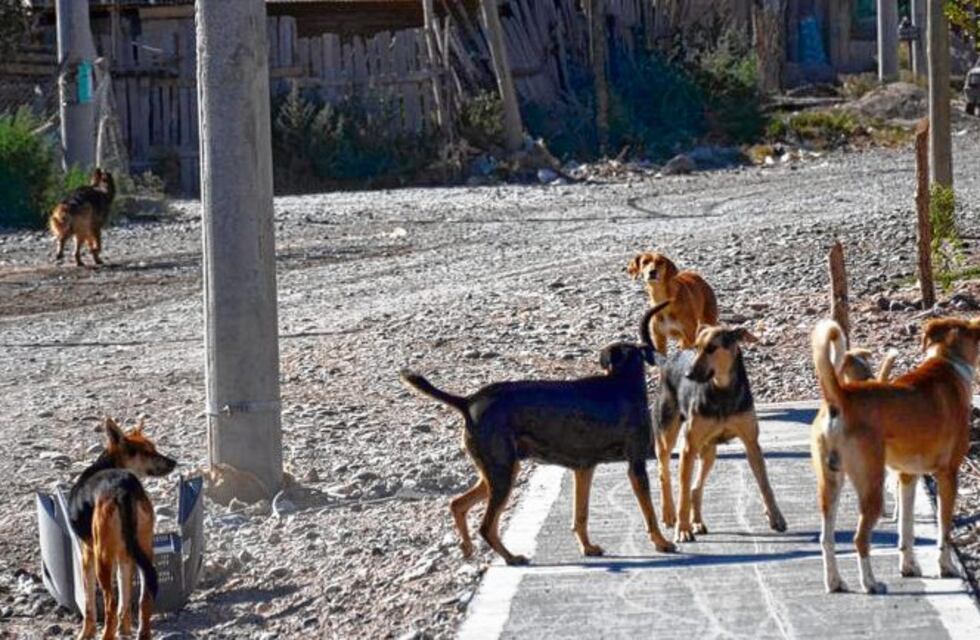 Una persona al día es atacada por perros en la ciudad