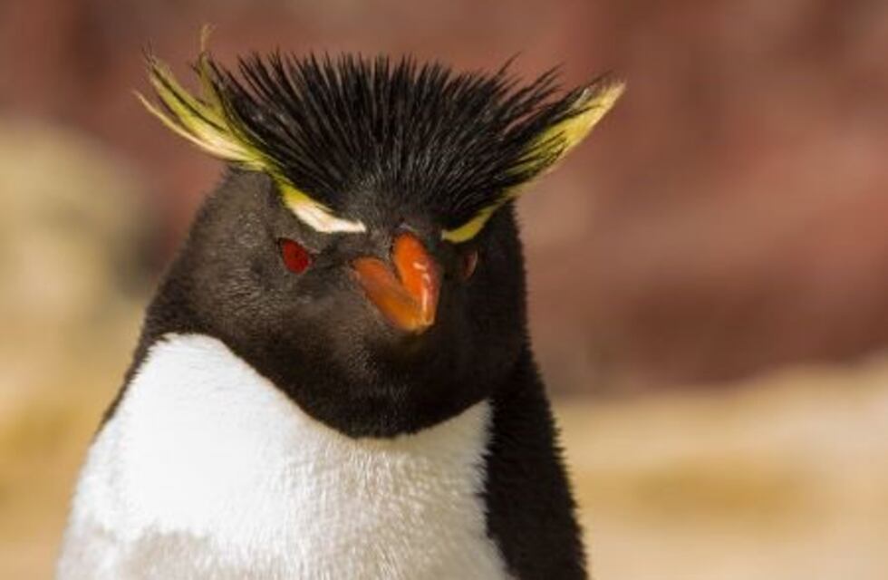 Puerto Deseado: llegaron los pingüinos de penacho amarillo