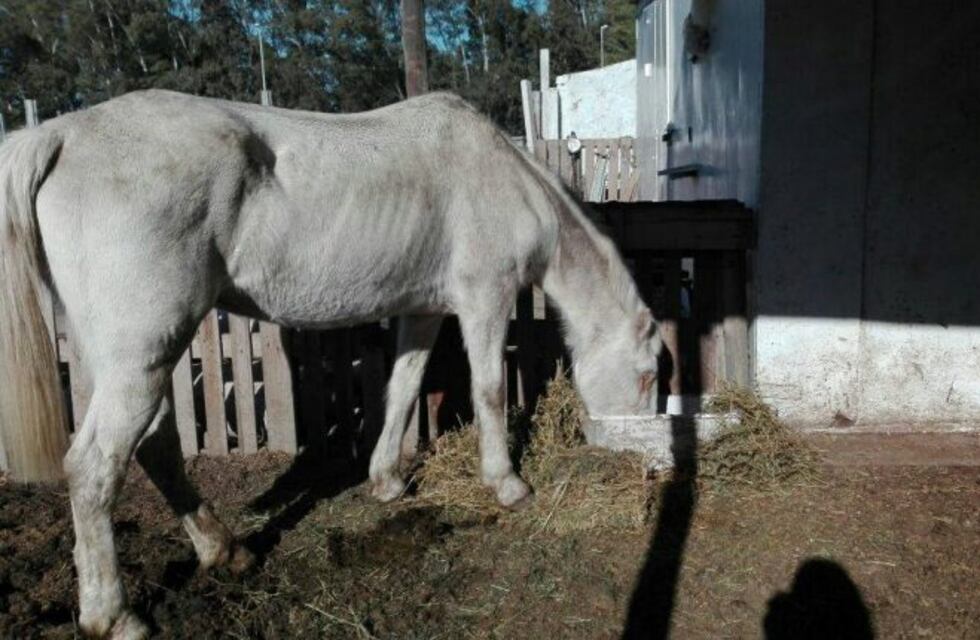 Hallaron una yegua atada a la intemperie del sol y sin ojos