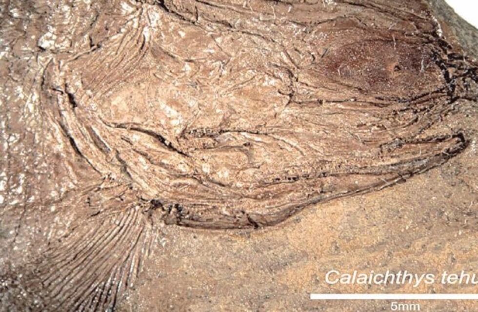 Hallan en Mendoza restos de un pez de 240 millones de años