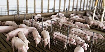 La producción porcina en Río Negro alcanzó las 30 mil cabezas