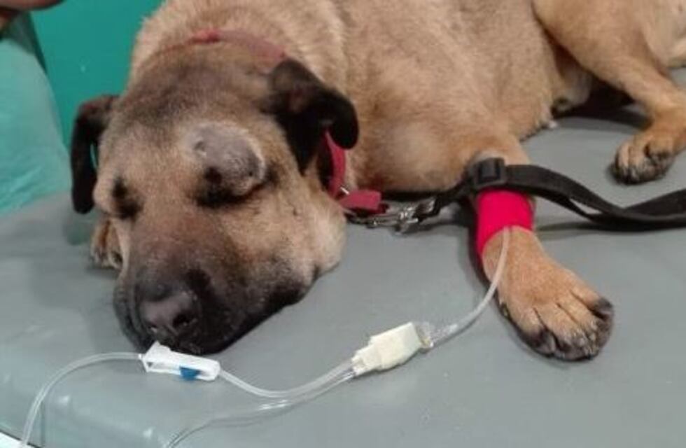 Apuñalaron a un perro que salvó a una familia de un robo