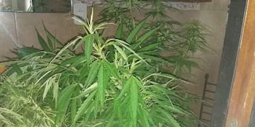 Detuvieron a una pareja de Granadero Baigorria por agredir a inspectores de tránsito y les secuestraron plantas de marihuana en su casa\u002E (@minsegsf)