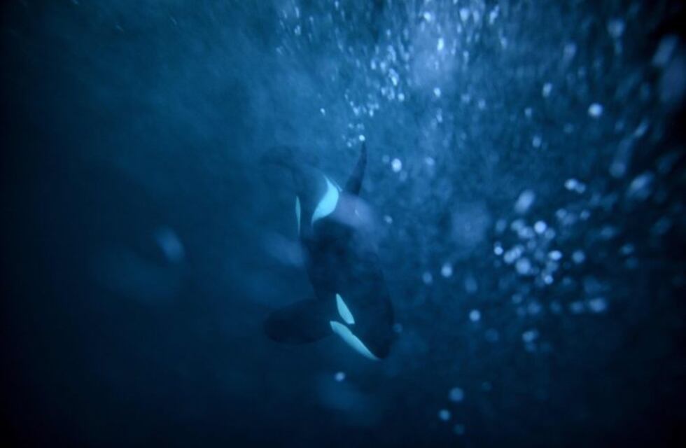 ¿Qúe es el área marina protegida Namuncurá Banco Burdwood y por qué es de vital importancia su conservación?