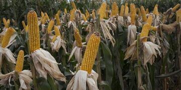 muestra agropecuaria organizada por grupo claru00edn Nueva edicion de Expoagro en Ramallo 2016 stand stands de marcas presentaciu00f3n nuevos modelos de maquinariasrnrnCorn stalks are seen during the Expoagro agricultural fair in Buenos Aires, Argentina, on Wedne