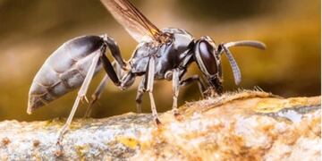 Operario de la EPE fue internado por 40 picaduras de avispas