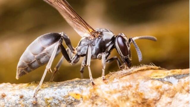 Operario de la EPE fue internado por 40 picaduras de avispas