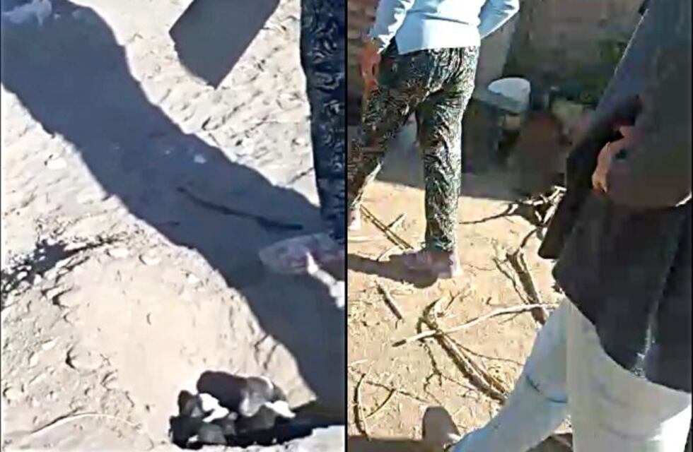 Sin escrúpulos: filmaron a una pareja de ancianos cuando enterraban vivos a unos cachorritos