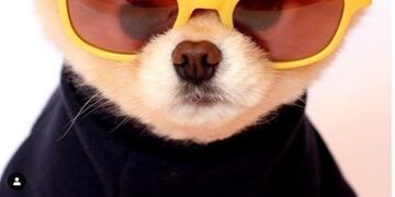 Boo, el perro más lindo del mundo (Web)