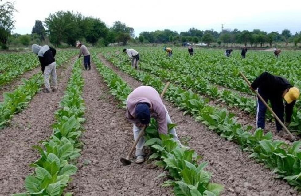 Pagan $ 80 millones a 3.843 tabacaleros