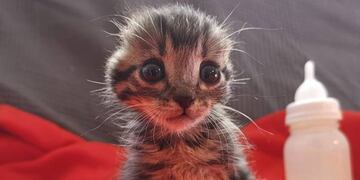 El gatito sin orejas cuya triste historia generó conmoción en las redes sociales