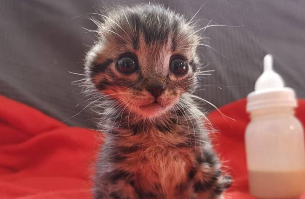 El gatito sin orejas cuya triste historia generó conmoción en las redes sociales